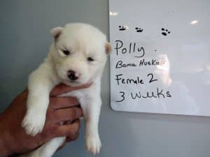 white siberian husky for sale