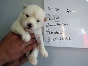 white siberian husky for sale