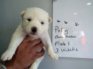 white siberian husky for sale