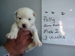 white siberian husky for sale