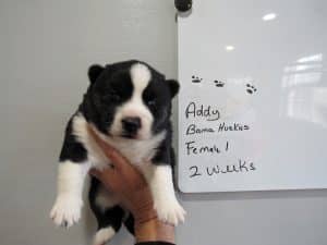 agouti black husky puppy