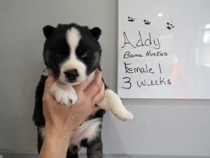 Agouti female husky puppy for sale