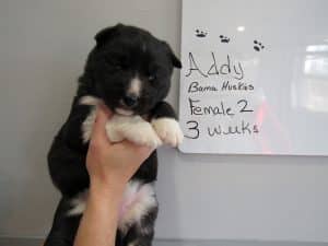 Agouti female husky puppy for sale