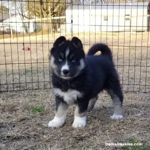Agouti female husky puppy for sale