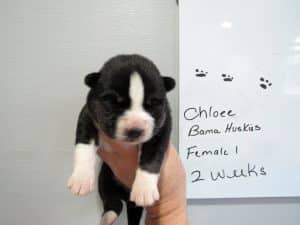 agouti husky puppy for sale