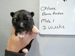 Agouti husky puppy for sale