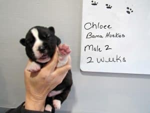 Agouti husky puppy for sale