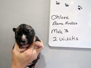 Agouti husky puppy for sale