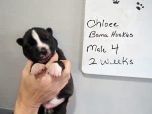 Agouti husky puppy for sale