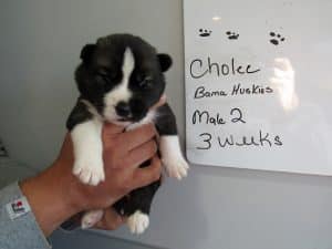 agouti husky puppy for sale