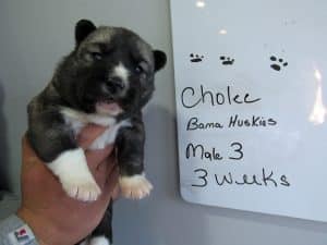 agouti husky puppy for sale