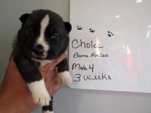 agouti husky puppy for sale