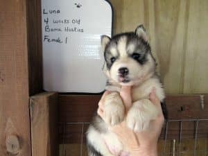 grey and white husky puppies for sale