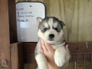 grey and white husky puppies for sale
