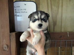 black and white husky puppy for sale
