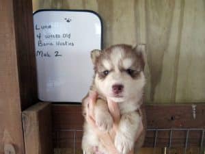 red and white husky puppy for sale