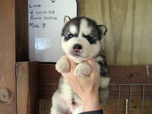 black and white husky puppy for sale