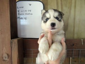 grey and white husky puppies for sale