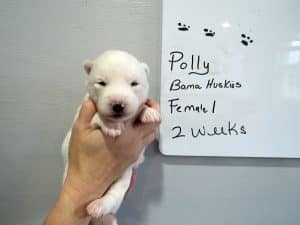white husky puppy for sale