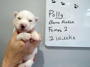 white husky puppy for sale