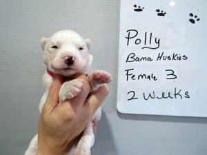 white husky puppy for sale