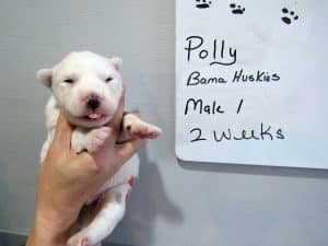 white husky puppy for sale