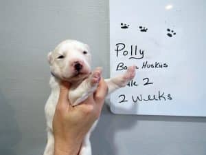 white husky puppy for sale