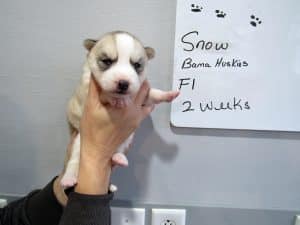 grey and white husky puppy for sale