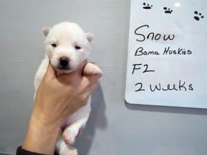 white husky puppy for sale