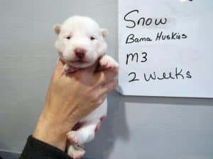 white husky puppy for sale