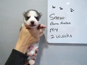 grey and white husky puppy for sale