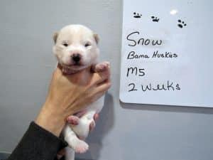 white husky puppy for sale
