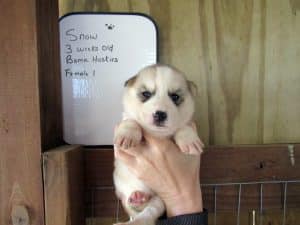 grey and white husky puppy