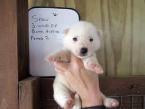 white husky puppy