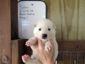 white husky puppy