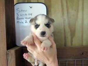 grey and white husky puppy