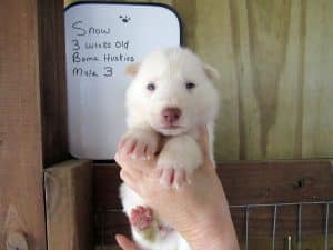 white husky puppy
