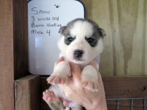 grey and white husky puppy