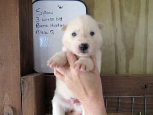 white husky puppy
