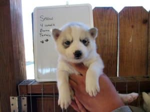grey and white husky puppy for sale