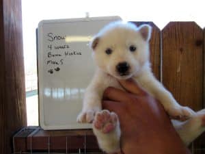 white husky puppy for sale