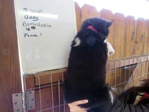 agouti husky puppy for sale