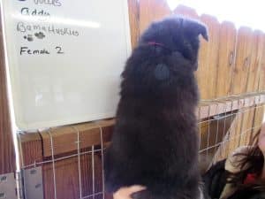 agouti husky puppy for sale