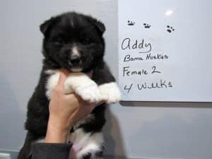 agouti husky puppy