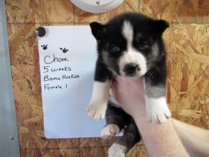 Agouti husky puppy for sale