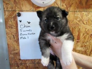 Agouti husky puppy for sale