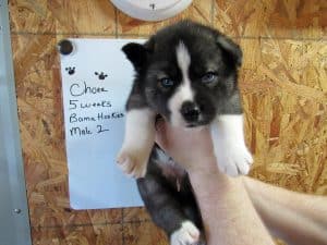 Agouti husky puppy for sale