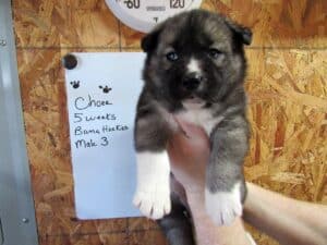 Agouti husky puppy for sale