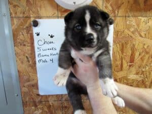 Agouti husky puppy for sale