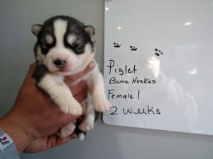 Diluted black and white husky puppy
